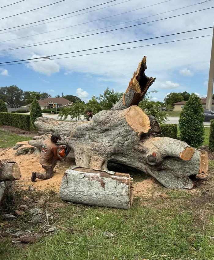 Large tree removal photograph published on the existing company website