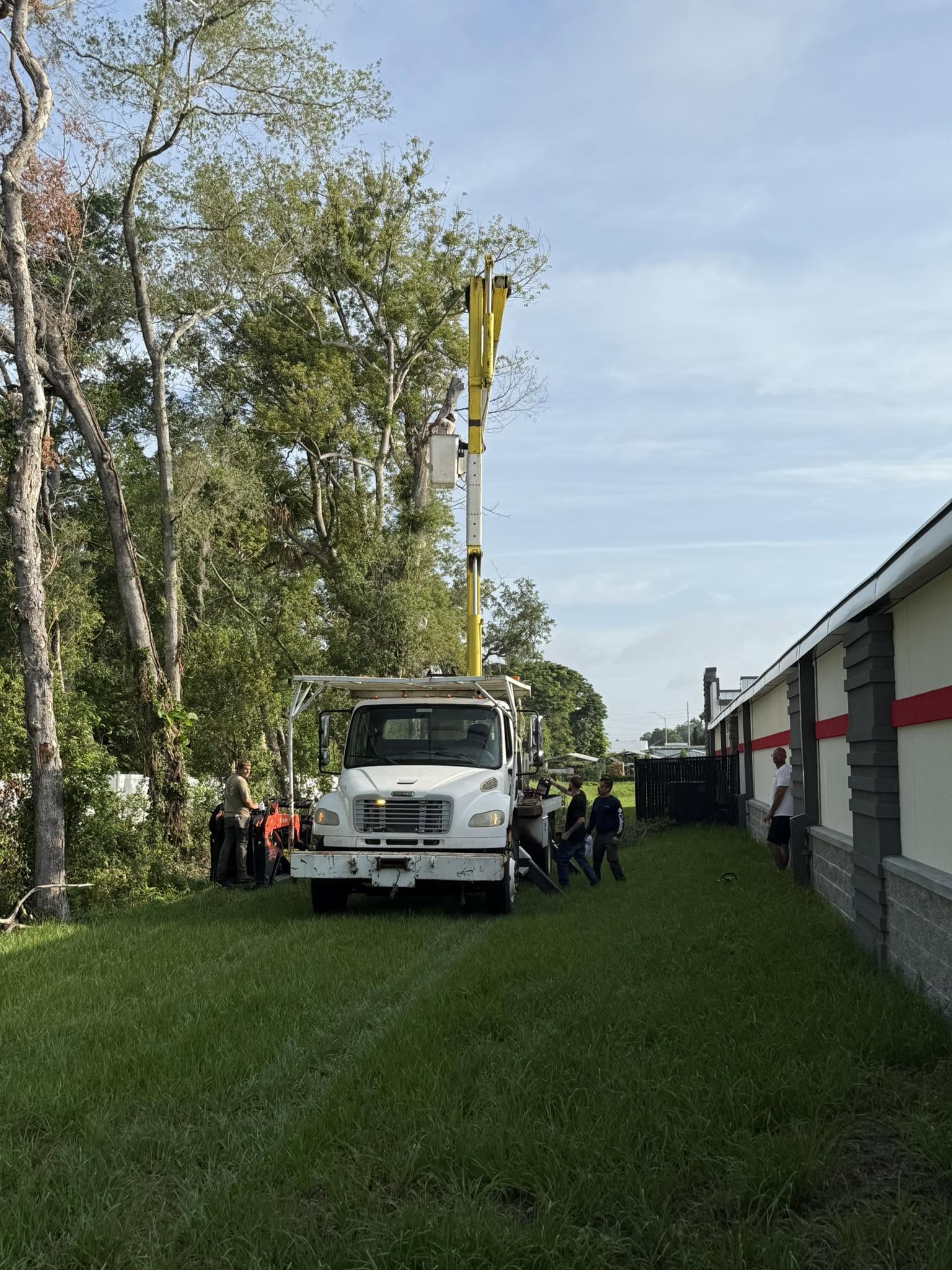 Tree service worker trimming a large tree from a ladder