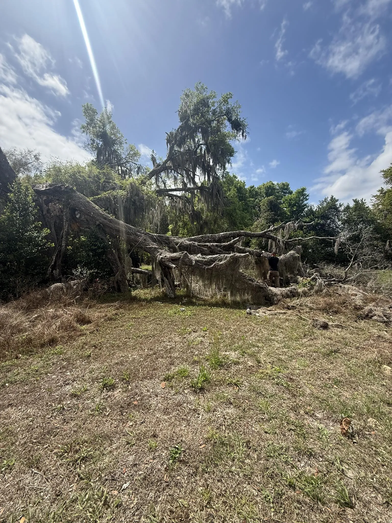 Large fallen tree covered in Spanish moss under a sunny blue sky.