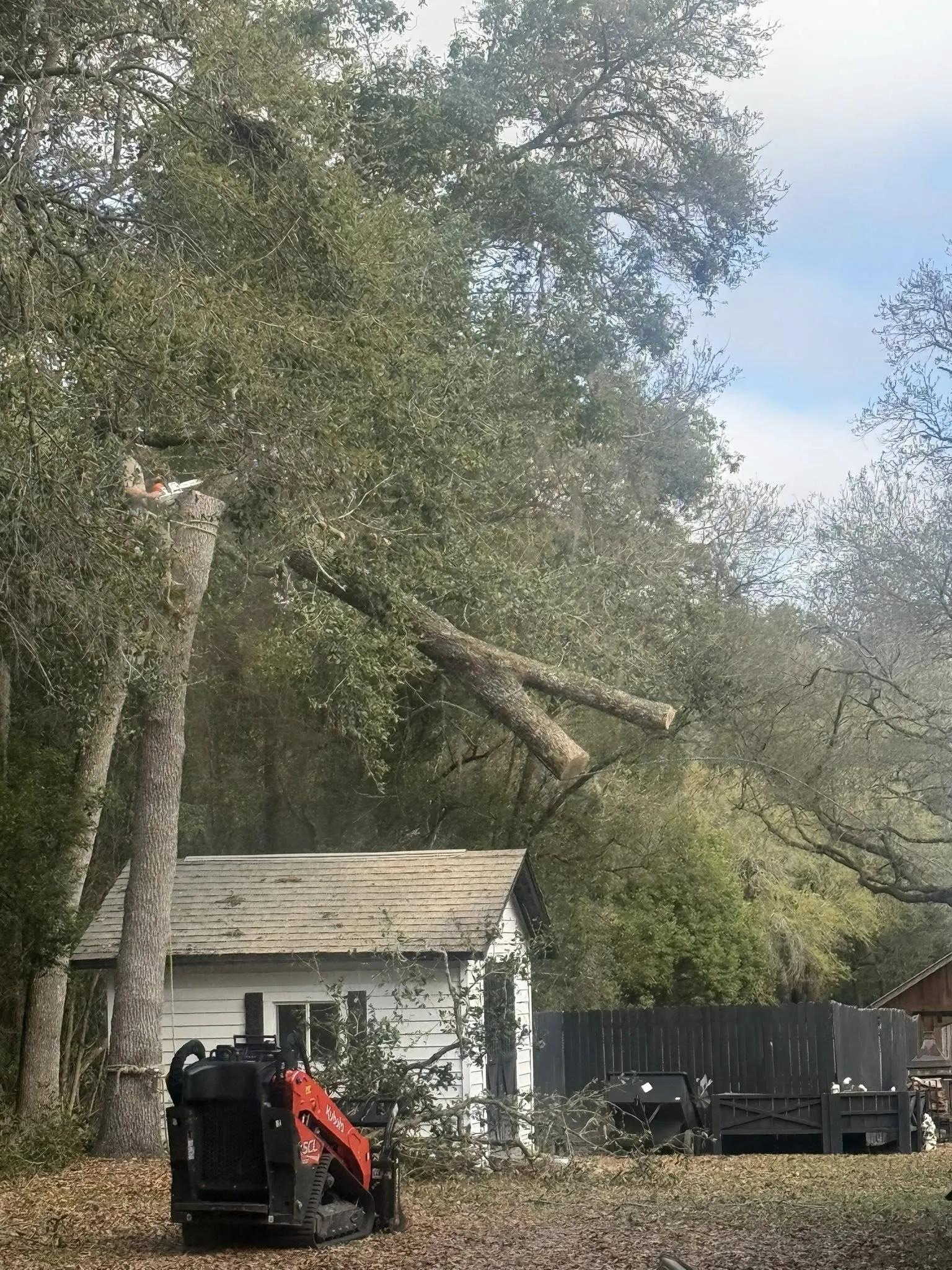 Arborist cutting large tree branches with chainsaw and compact loader