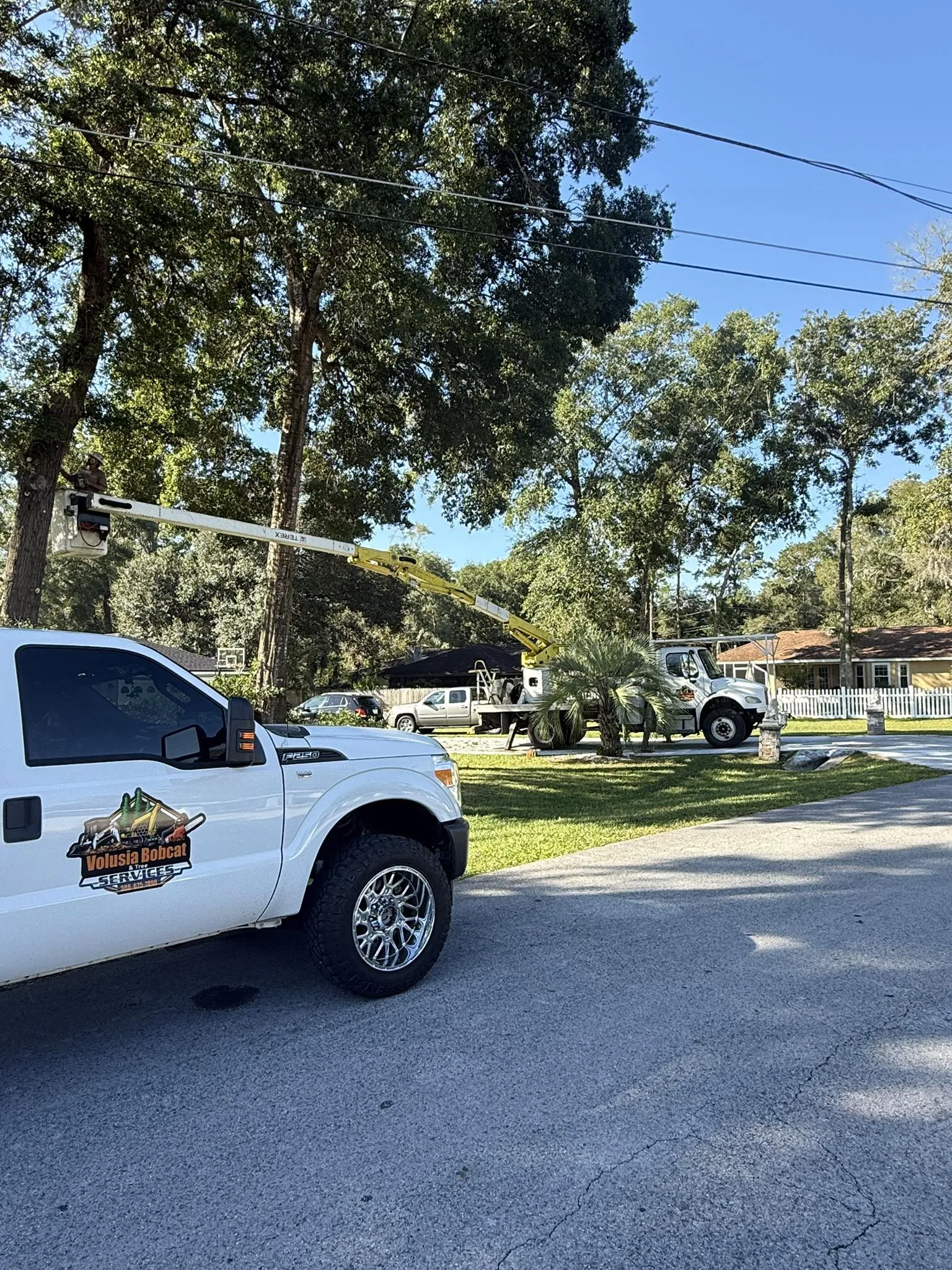 Volusia Bobcat tree service crew working with bucket truck on trees