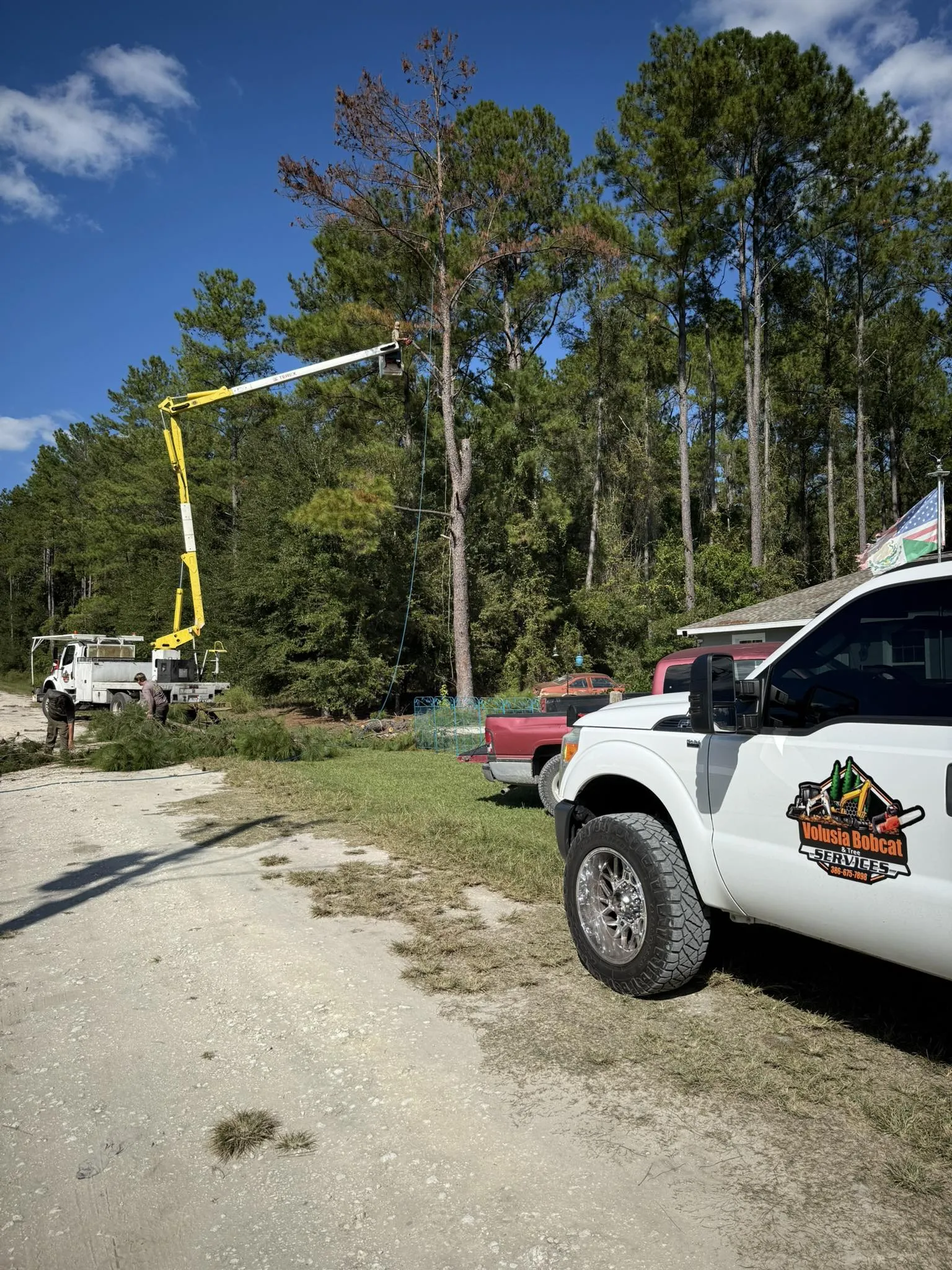 Crew trimming a tall pine tree using a bucket truck.