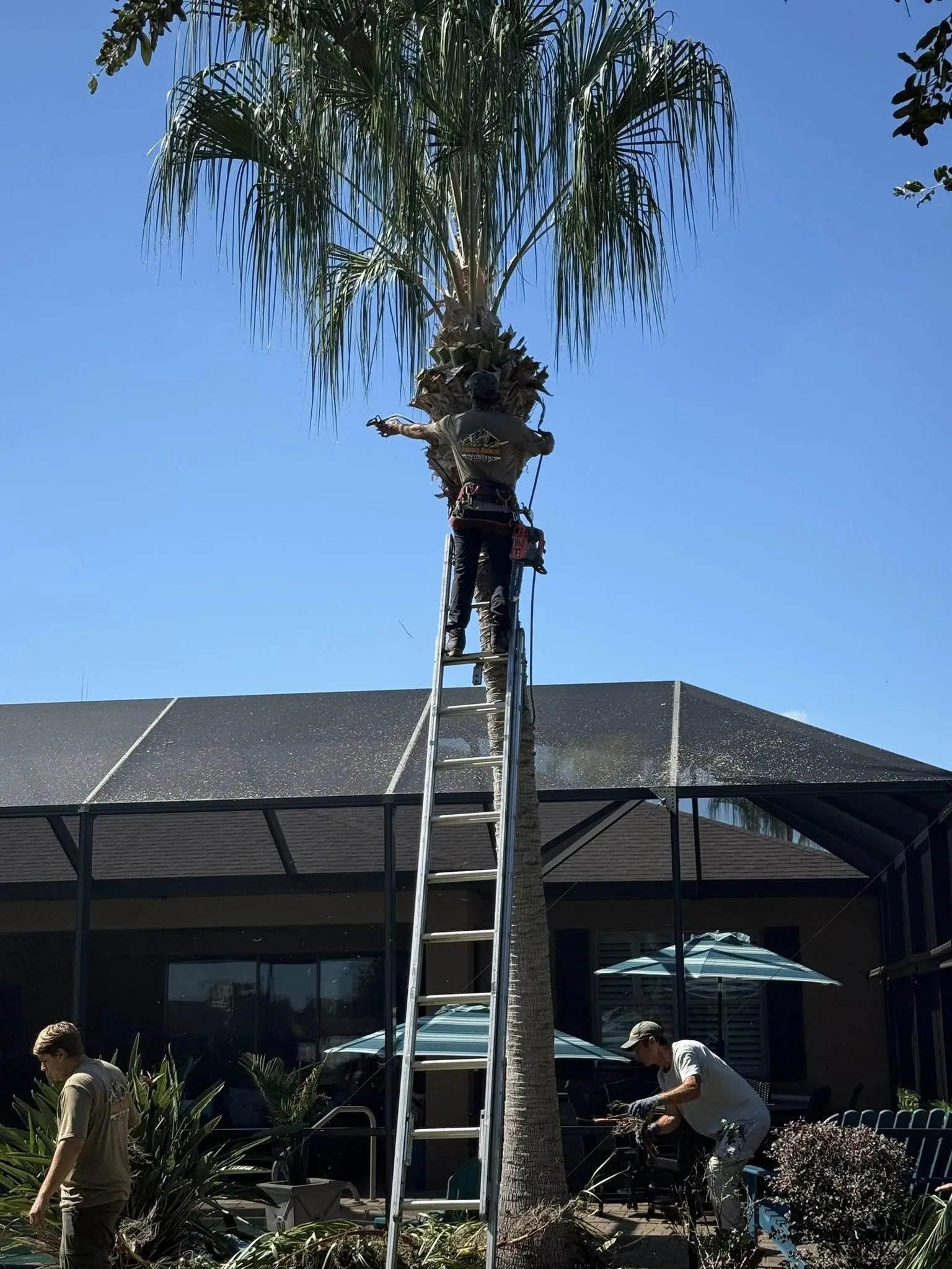 Arborists pruning a tall palm tree with a ladder and cleaning ground debris.