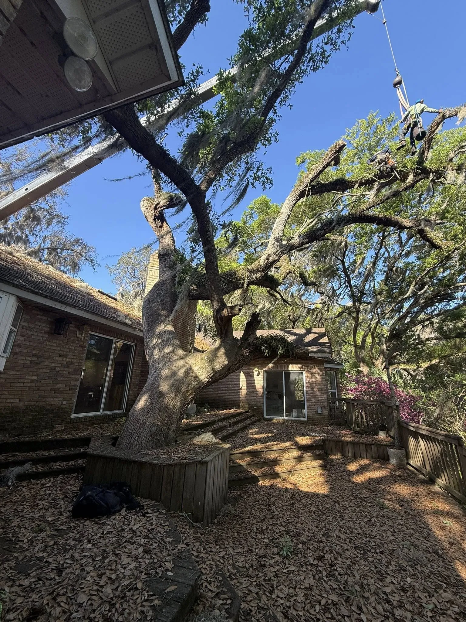 Arborist trimming a large oak tree with a crane near a brick house.
