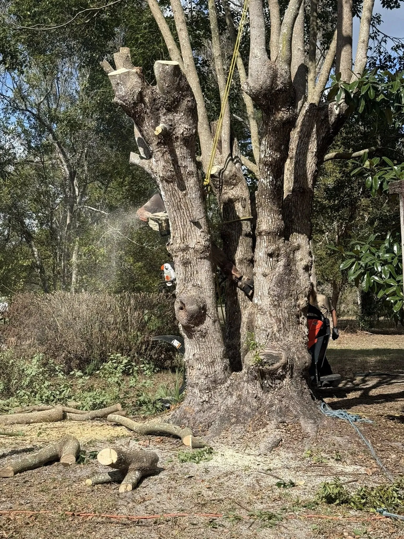 Tree service crew pruning large tree with chainsaws, sawdust, and cut branches.