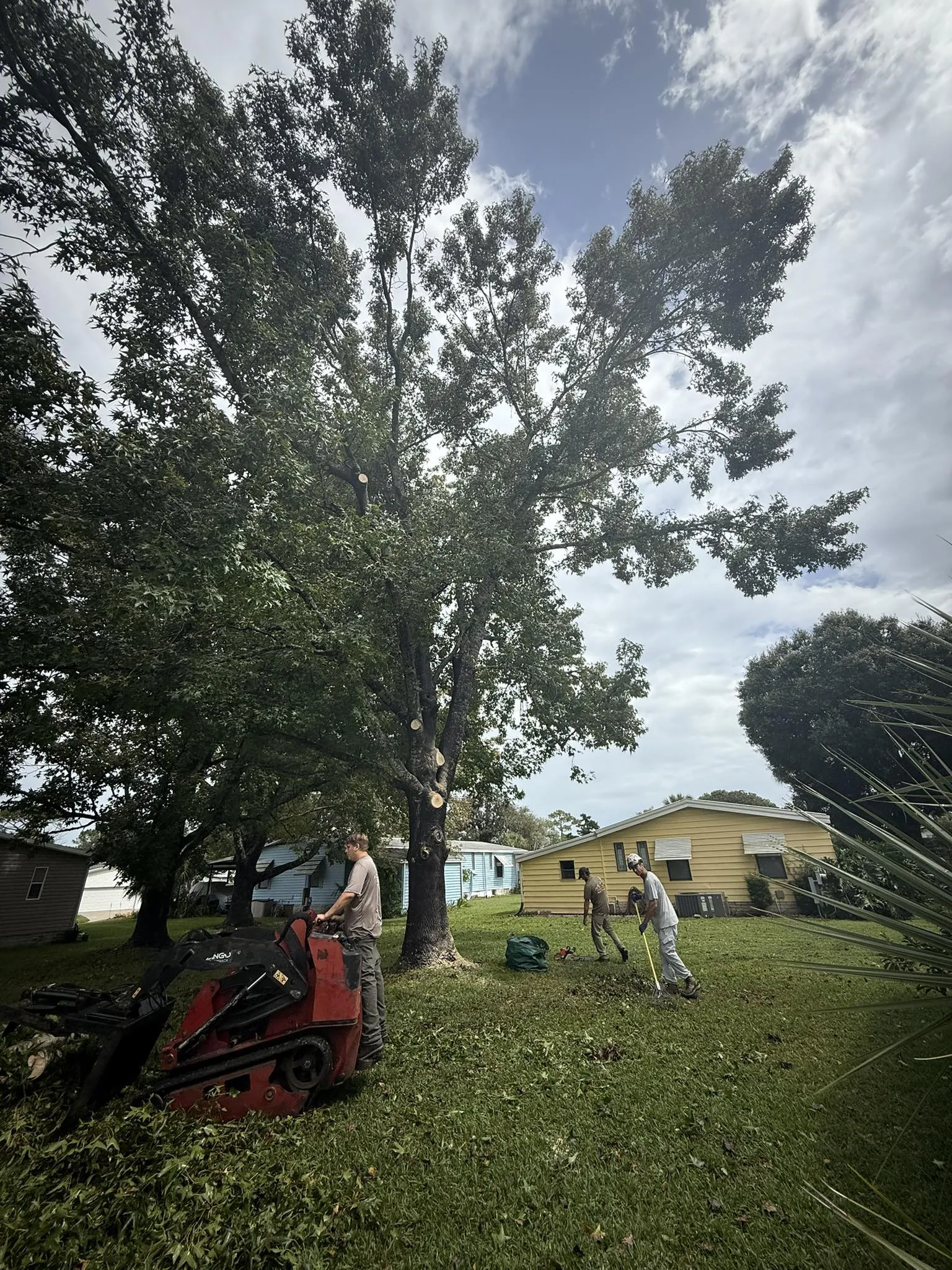 Tree service workers clearing cut branches from a yard with a skid steer